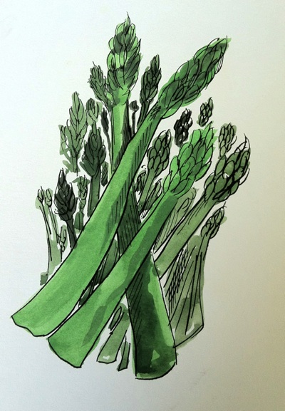 Asparagus illustration